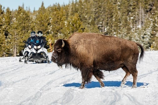 Winter Bison, Yellowstone National Park